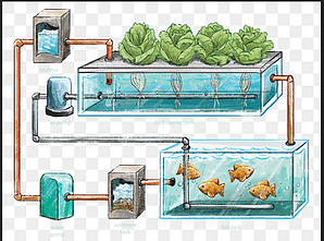 Aquaponics diagram