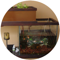 Aquaponics indoors using a fish tank
