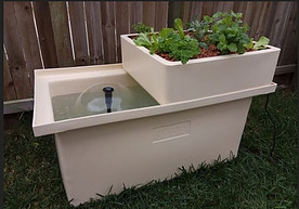 Small Backyard Aquaponics System