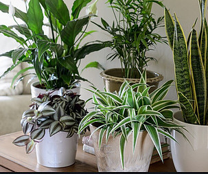 Houseplants