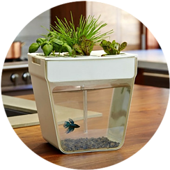 Hydroponic with beta fish bowl