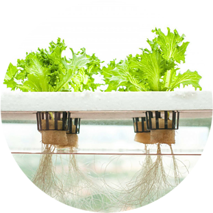 Lettuce growing in hydroponics system