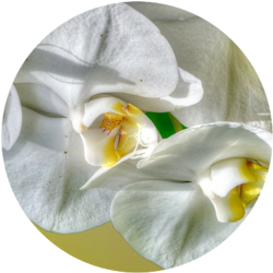 Moth Orchid