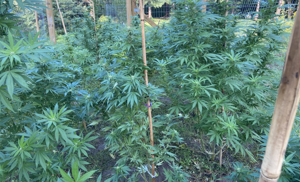 Outdoor Growing