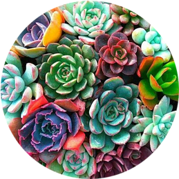 Pastel Succulents in a container