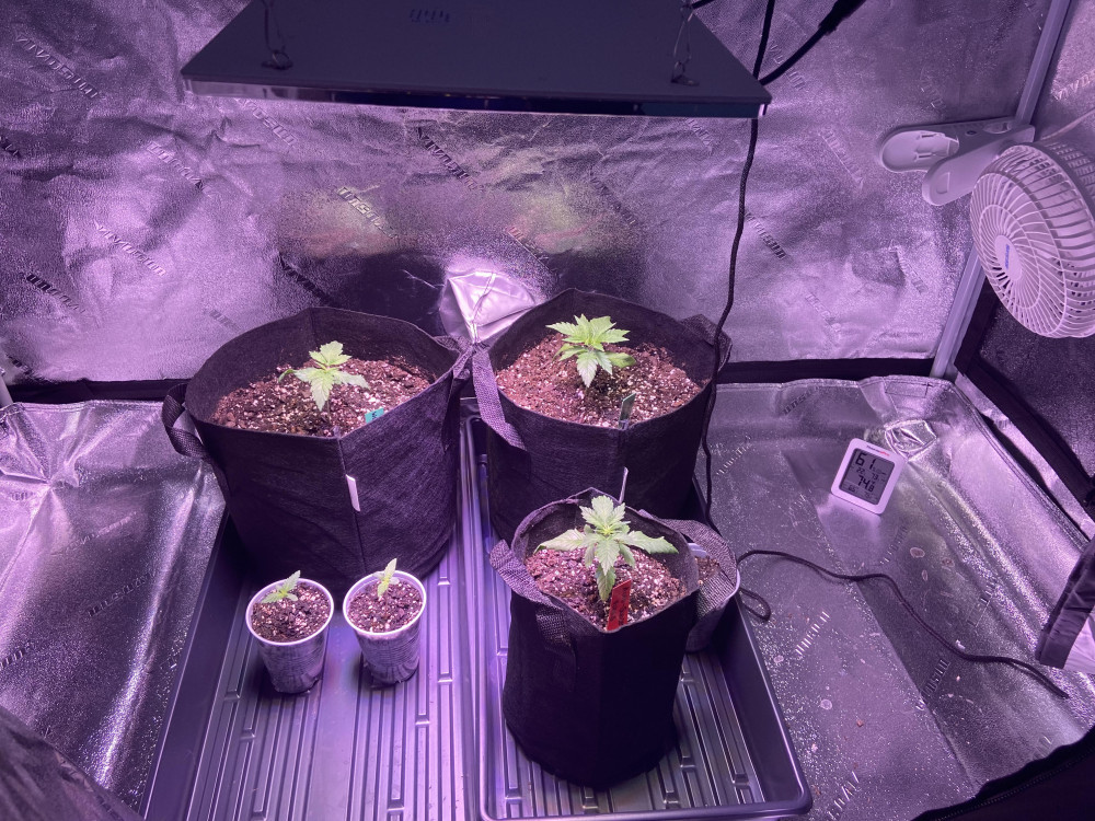 Plants in Grow Tent