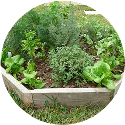 Raised bed herb garden