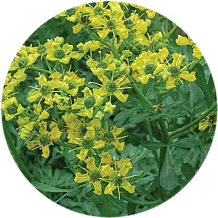 Rue Herb plant