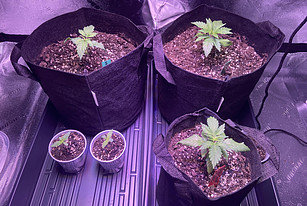 Seedlings & Vegetative state