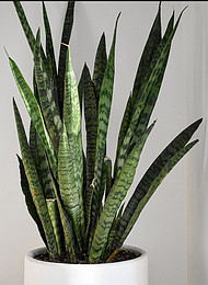 Snake Plant