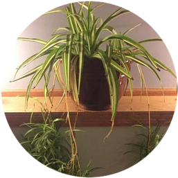 Spider Plant