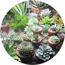 Succulents in clay pots indoors