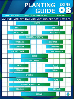 Zone 8 Vegetable Planting Schedule