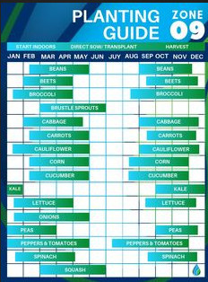 Zone 9 Vegetable Planting Schedule