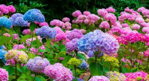 Purple, blue and pink Hydrangea flowers (Hydrangea macrophylla) in a garden