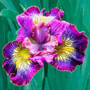 Siberian Iris