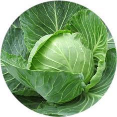 Cabbage