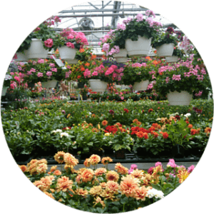 Flowers in Greenhouse