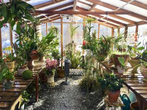 Plants in Greenhouse