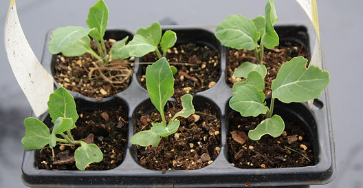 Seedlings in container