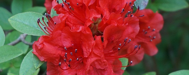 Azalea Bush