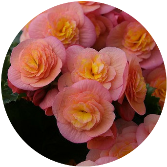 Begonias