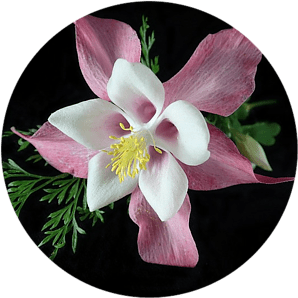 Columbine Flower - Best Plants for Container Gardening