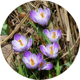 Crocuses