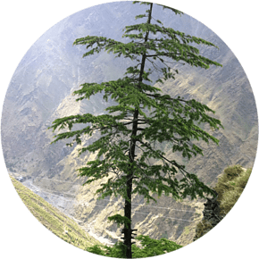 Deodar Cedar - Planting Cedar Trees