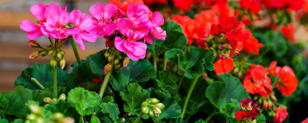 Geraniums