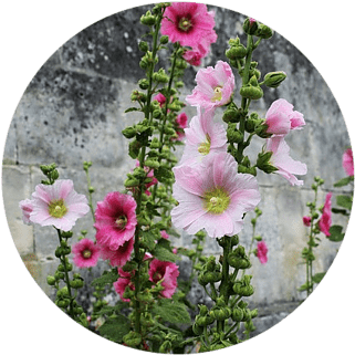 Hollyhock Flowers