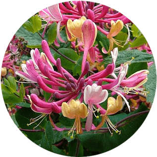 Honeysuckle Flowers