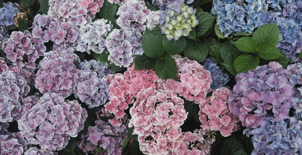 Hydrangea Flowers