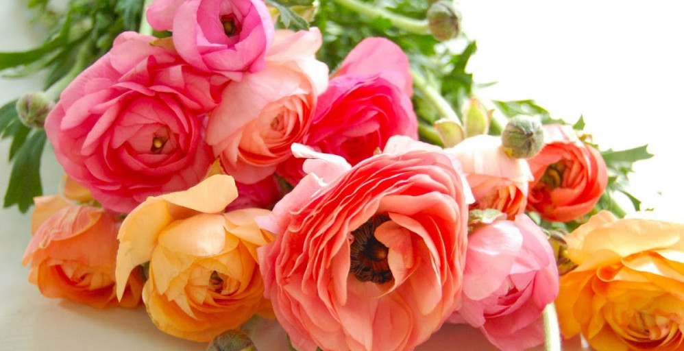 Ranunculus flowers