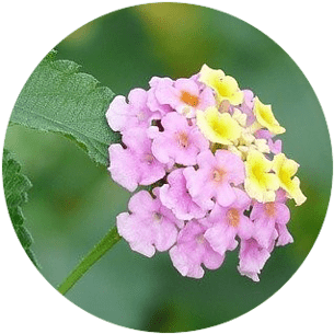 Verbena Flower