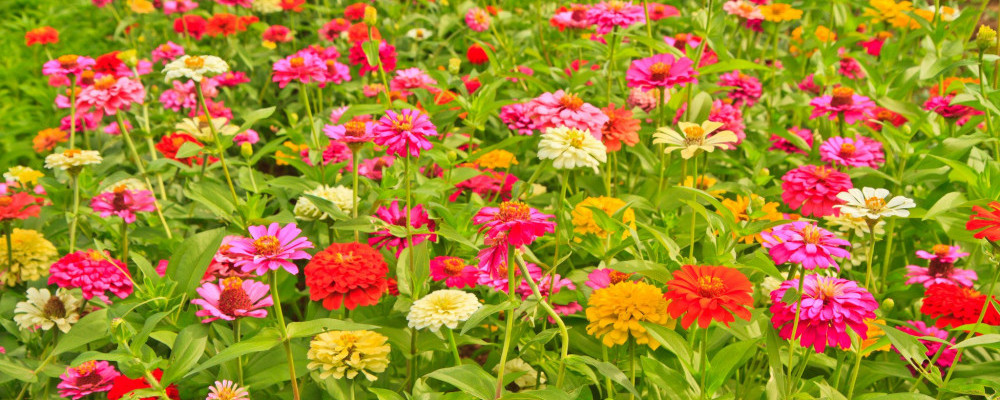 Zinnia Flowers