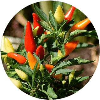 Grow Peppers from Seed