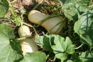 Butternut Squash and Vine