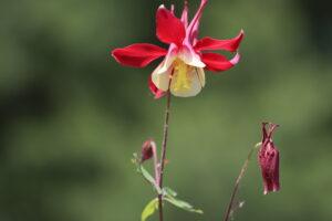 Columbine Flower