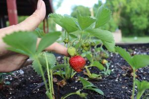 Strawberry from my patch