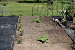 Vegetable Garden with Pumpkins