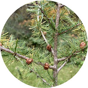 Tamarack cones