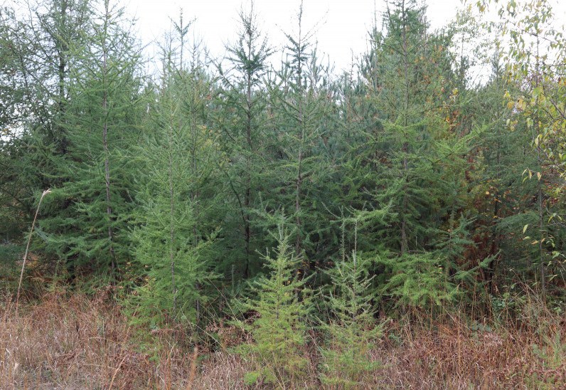 Tamarack Tree cluster