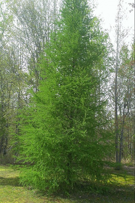 Tamarack Tree