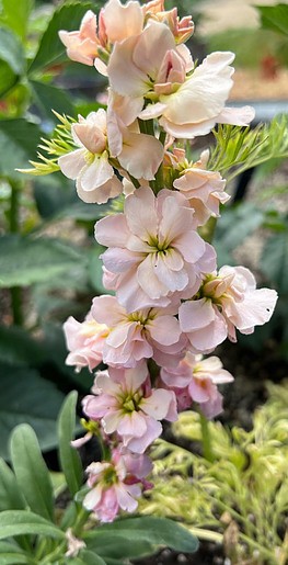 Katz Apricot Stock Flower